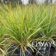 Sesleria heufleriana