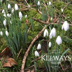 Single Snowdrops (in-the-green) (x100)