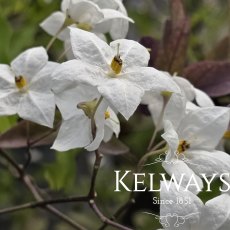Solanum laxum 'Album'