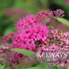 Spiraea japonica 'Anthony Waterer' (3 litre pot)