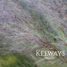 Stipa tenuissima (9cm pot)