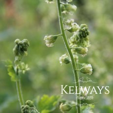 Tellima grandiflora