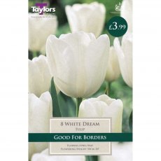 Tulipa 'White Dream'