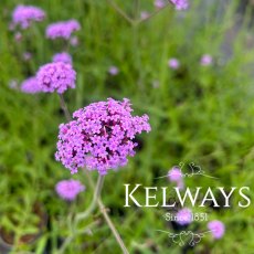 Verbena bonariensis