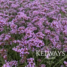 Verbena bonariensis 'Lollipop'