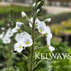 Veronica gentianoides (2 litre pot)