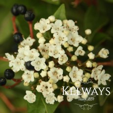 Viburnum tinus