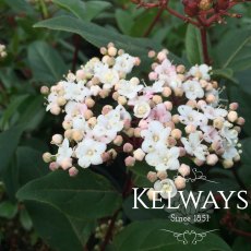 Viburnum tinus 'Spirit'