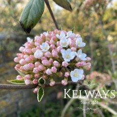 Viburnum burkwoodii