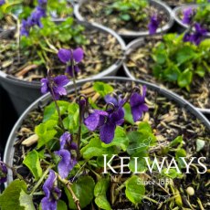 Viola odorata (Vt) (9cm pot)