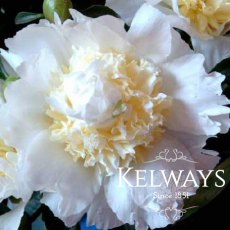 Paeonia Bridal Icing