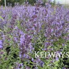 Nepeta racemosa 'Walker's Low'