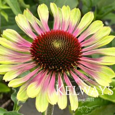 Echinacea purpurea 'Green Twister'