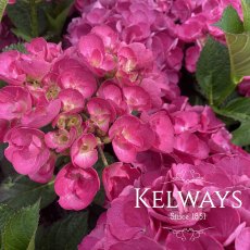 Hydrangea macrophylla 'Julisa'