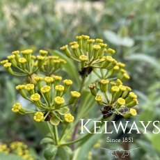 Bupleurum fruticosum