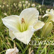 Hemerocallis 'Gentle Shepherd' Hemerocallis 'Gentle Shepherd'