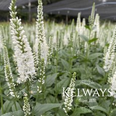 Veronica Melanie White Veronica Melanie White