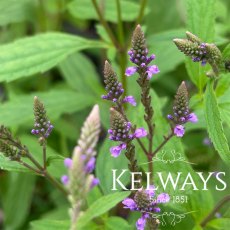 Verbena hastata