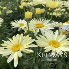 Leucanthemum x superbum 'Banana Cream'