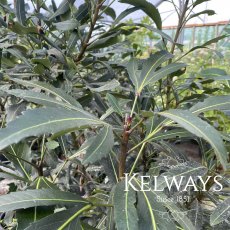 Pseudopanax 'Moa's Toes'