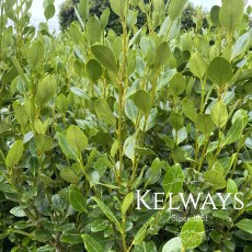 Griselinia littoralis 'Green Horizon'