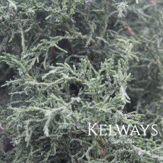 Chamaecyparis obtusa 'Lycopodioides'