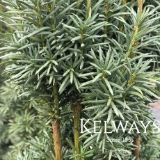 Taxus baccata 'Fastigiata Robusta' (f)