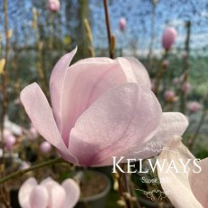 Magnolia denudata 'Festirose'