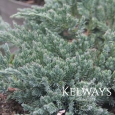 Juniperus squamata 'Blue Carpet'