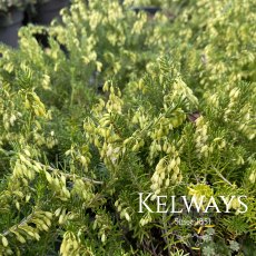 Erica carnea f. alba 'Springwood White'