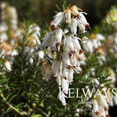 Erica carnea f. alba 'Springwood White'