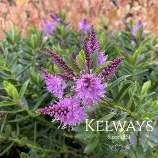 Veronica 'Mette' (H)