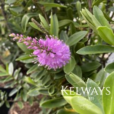 Veronica 'Mette' (H)