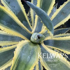 Agave americana 'Variegata'