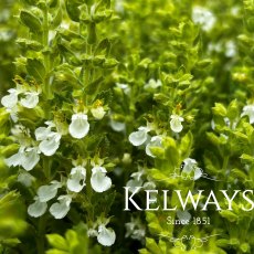 Teucrium chamaedrys f. albiflora