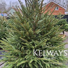 Norway Spruce Norway Spruce