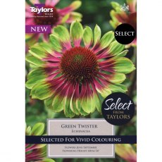 Echinacea Green Twister (2 bare root plants)
