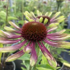 Echinacea Green Twister (2 bare root plants)