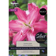 Lilium Lotus Joy (2 bulbs)