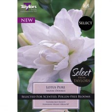 Lilium Lotus Pure (2 bulbs)