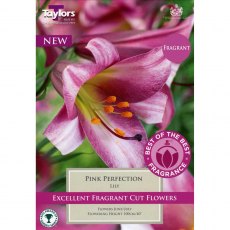 Lilium Pink Perfection (2 bulbs)