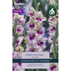 Gladiolus Amber Mistique (8 corms)