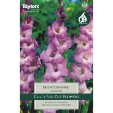 Gladiolus Mediterranee (10 corms)