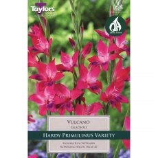 Gladiolus Volcano (10 corms)