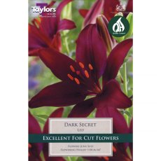 Lilium Dark Secret (3 bulbs)