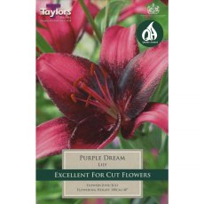 Lilium Purple Dream (2 bulbs)