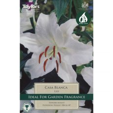 Lilium Casa Blanca (2 bulbs)