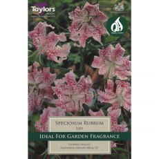 Lilium speciosum rubrum (2 bulbs)