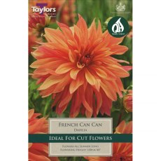 Dahlia French Cancan (1 tuber)