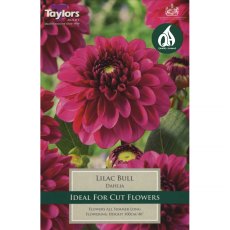 Dahlia Lilac Bull (1 tuber)